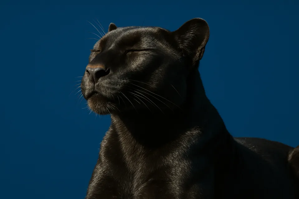 Retrato de una pantera negra con los ojos cerrados sobre un fondo brillante