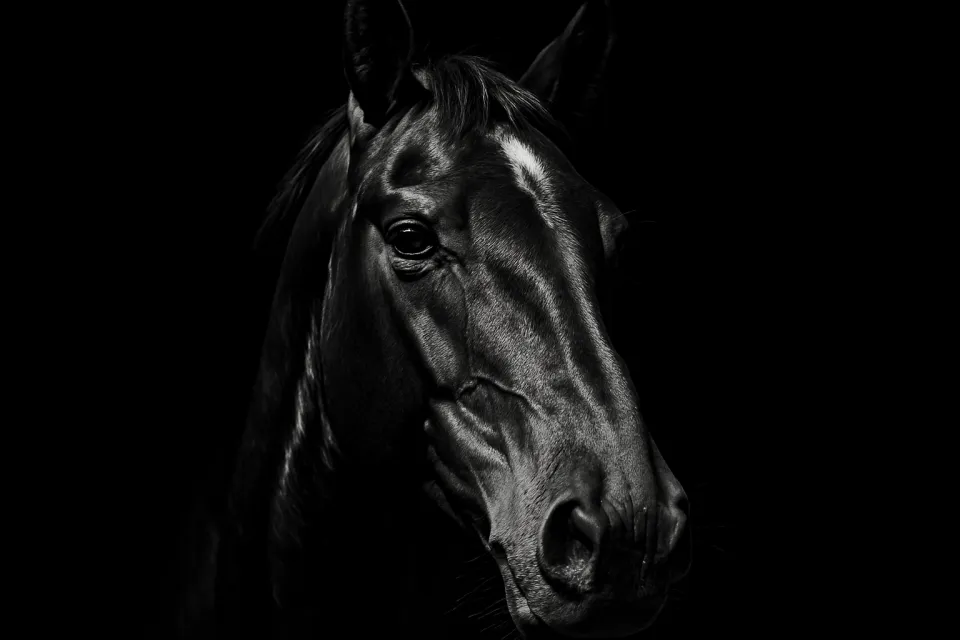Retrato antiguo en blanco y negro de un caballo que resalta los detalles del rostro