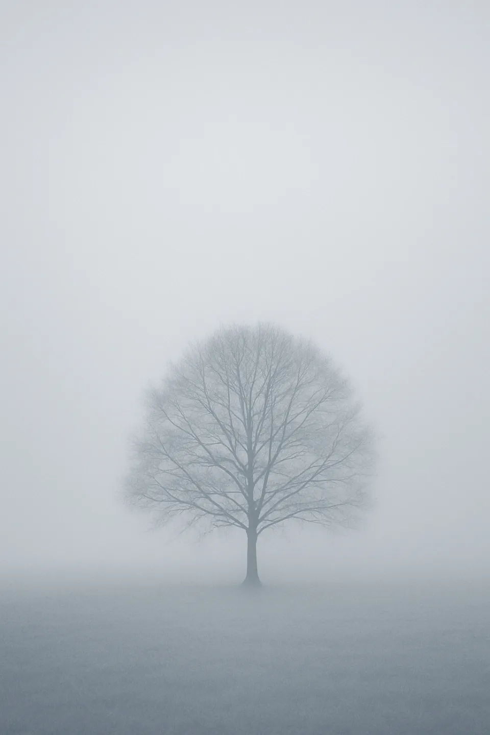 Isolated tree in a thick fog cloud against a gray sky