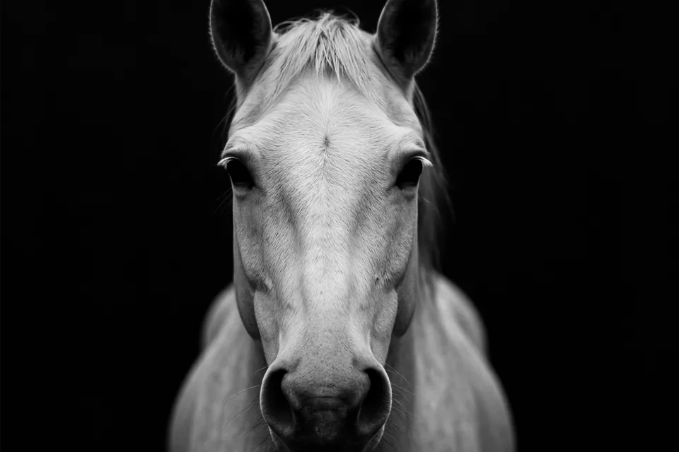 Cara de un caballo blanco con detallados pelos ásperos y ojos expresivos