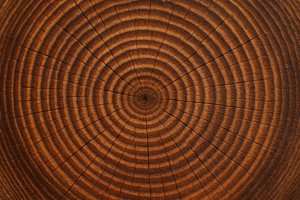 Smooth texture of the wood slice showing the rings of annual growth