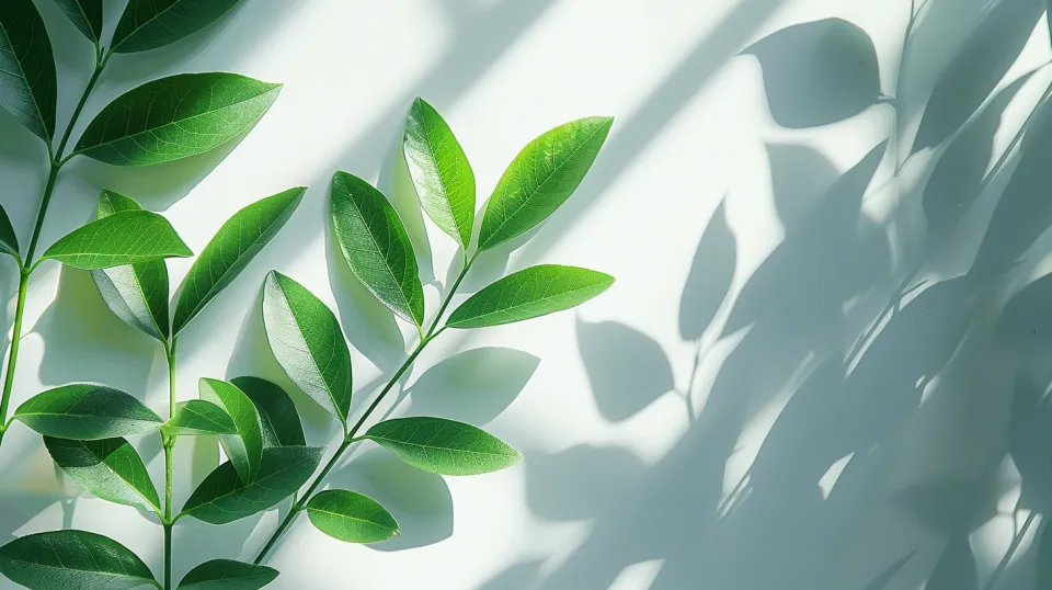 Delicate green leaves with soft shadows on a white background