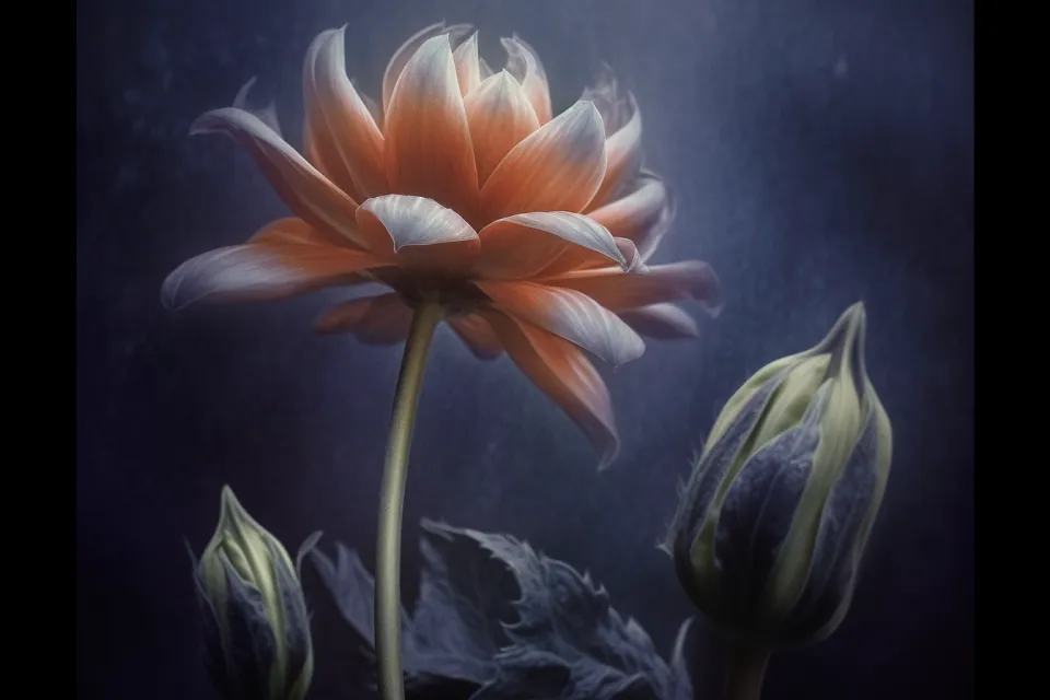 Flor abierta con pétalos delicados y capullos sobre un fondo de textura oscura