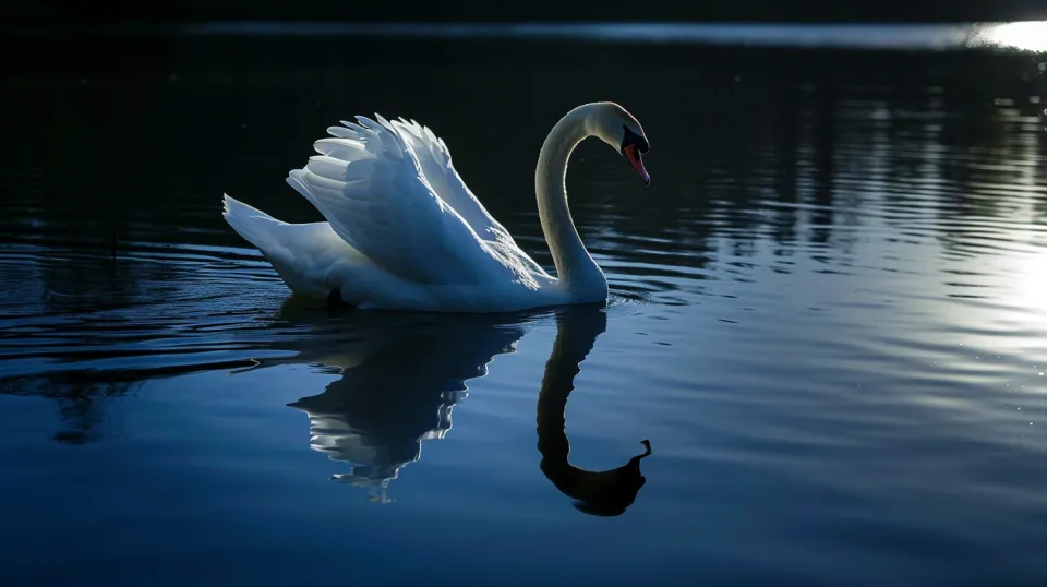 Swan swimming on a lake with its reflection in the water