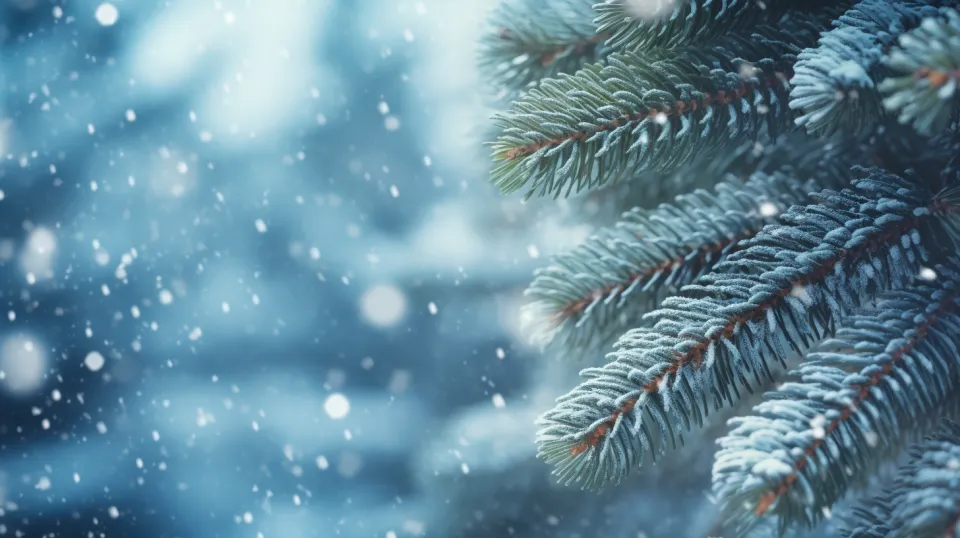 Pine branches covered with snow against a winter landscape