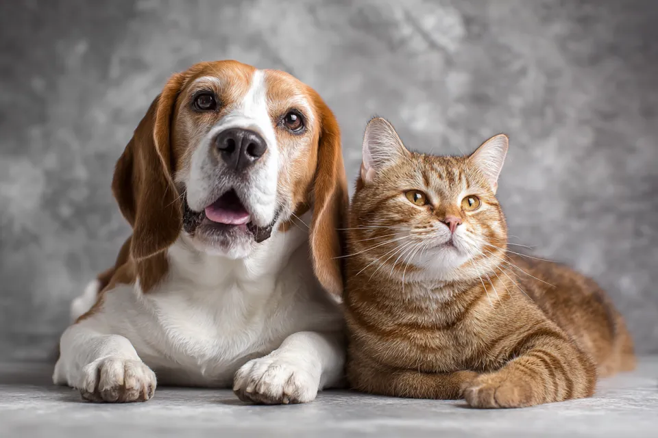 Beagle and tabby cat looking into the distance against a gray background