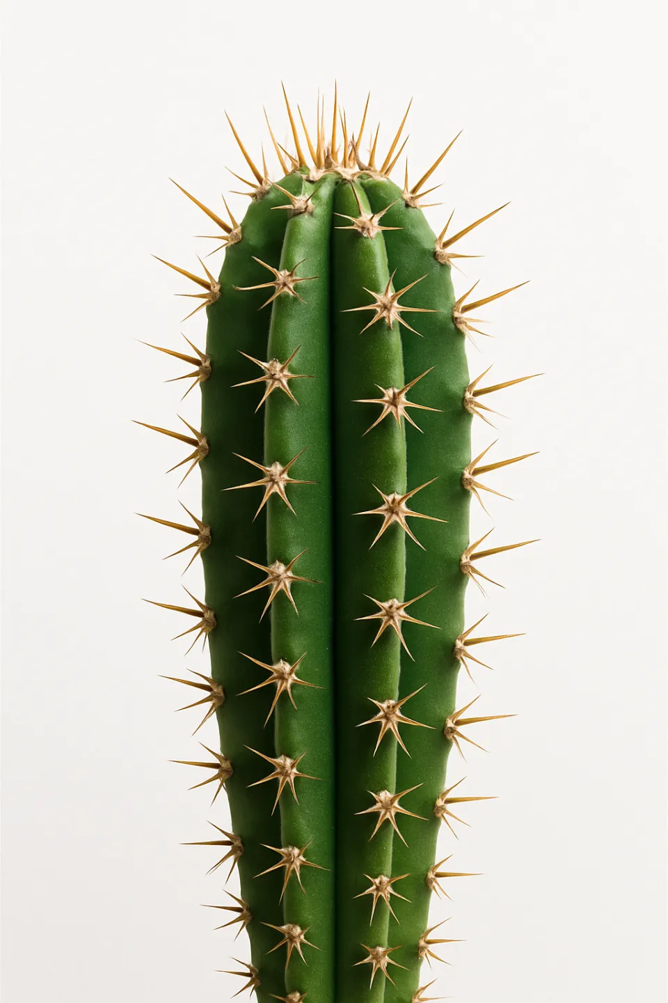 Cactus with many spikes on a smooth surface