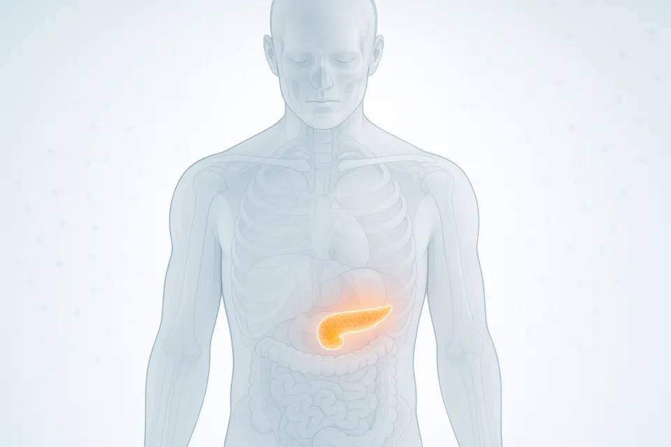 Imagen esquemática del cuerpo humano con énfasis en el páncreas