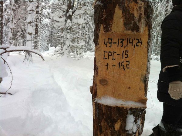 Рубки вблизи Новожилово