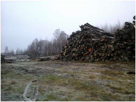 Свалка заготовленного леса в Старом Хотмирово