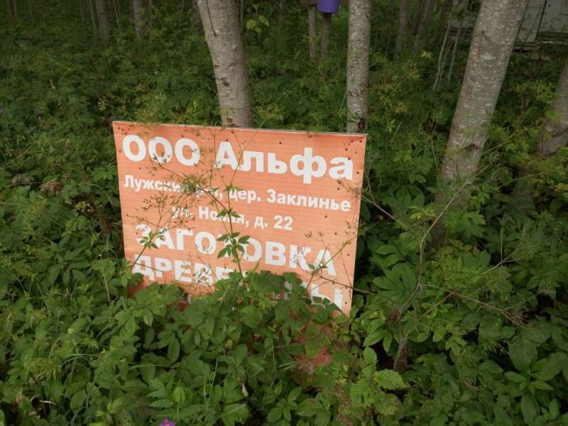Свалка в лесу в Луге