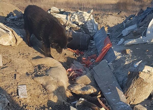 Свиные туши в Балтийске