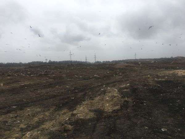 Навоз в лесах Сургутского района