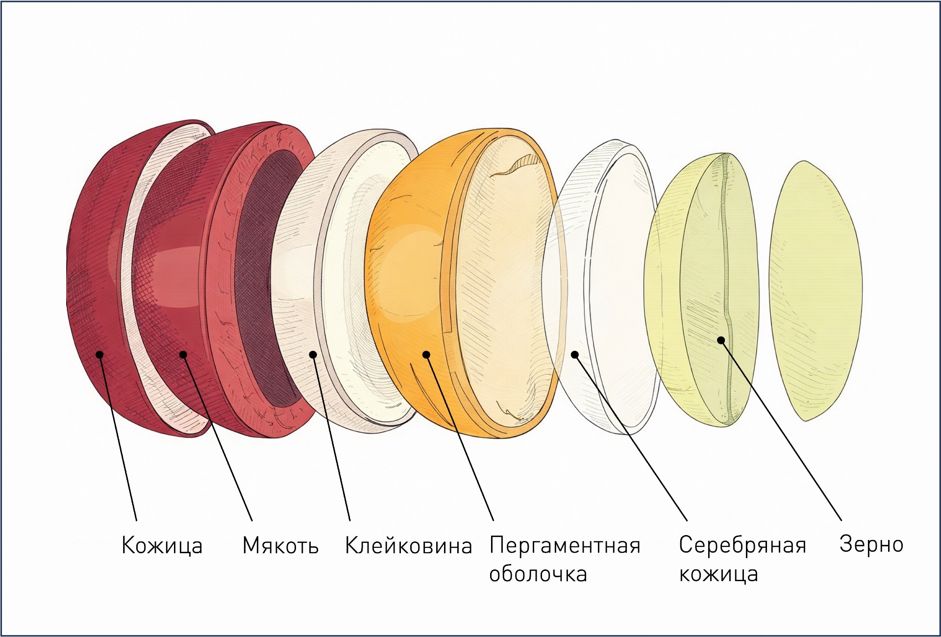 Строение кофейной ягоды