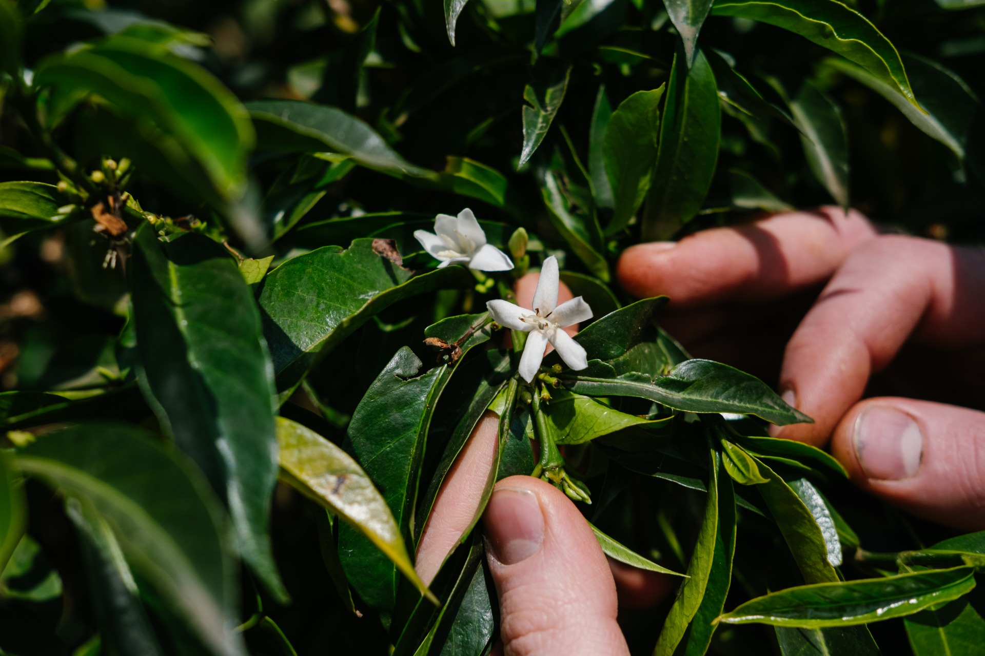 На экспортном рынке разновидности эфиопского кофе часто обозначаются обобщенно, поскольку внутри одного лота могут сочетаться разные генотипы