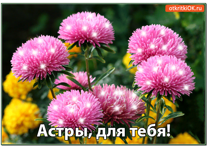 Астры, для тебя!