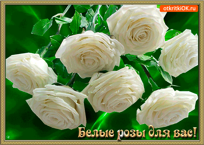 Белые розы для вас