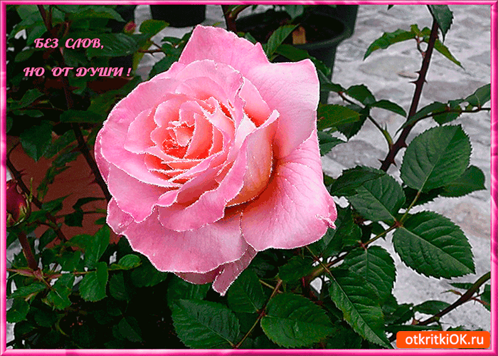 Без слов но из глубины души
