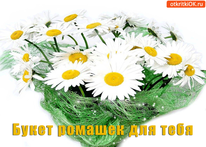 Букет ромашек для тебя, милашки!