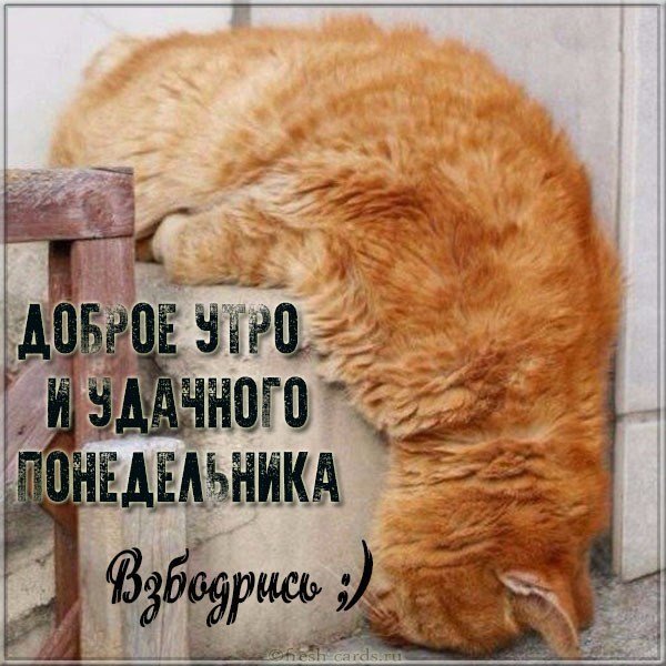 Доброе утро удачного понедельника картинка прикольная