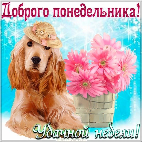 Доброго понедельника картинка прикольная смешная с надписью