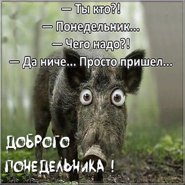 Доброго понедельника картинка прикольная смешная