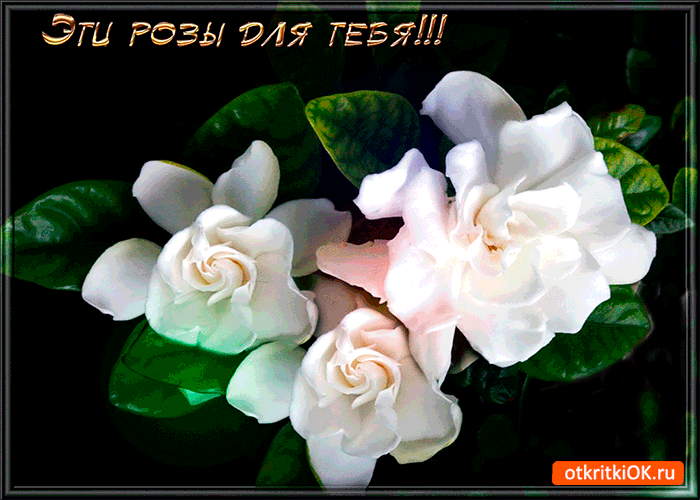 Эти белые розы для тебя