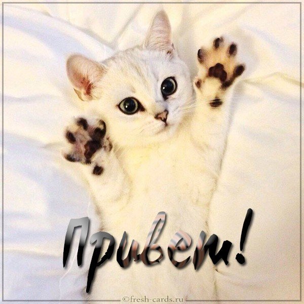 Фото привет прикольное