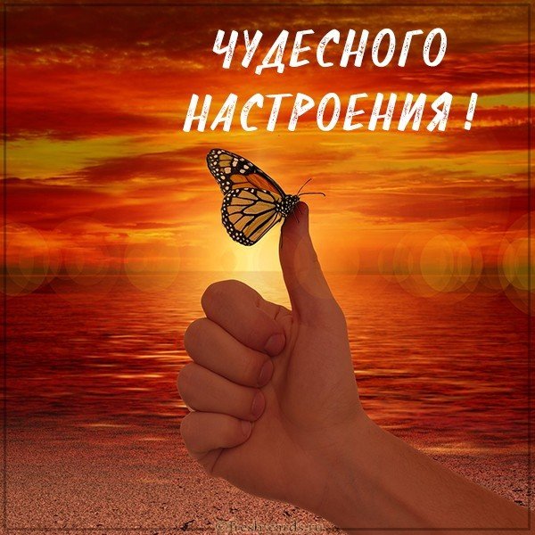 Картинка чудесного настроения с бабочками