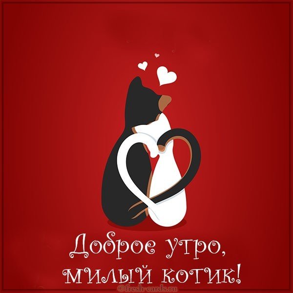 Картинка доброе утро милый котик