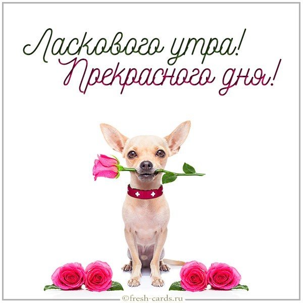 Картинка ласкового утра и прекрасного дня