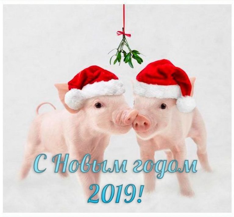 Картинка на Новый Год свиньи прикольная загрузить