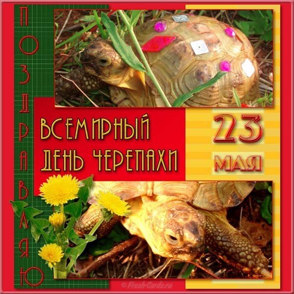 Картинка поздравление с днем черепахи