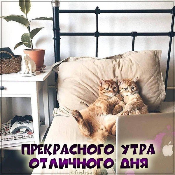 Картинка прекрасного утра и отличного дня прикольная