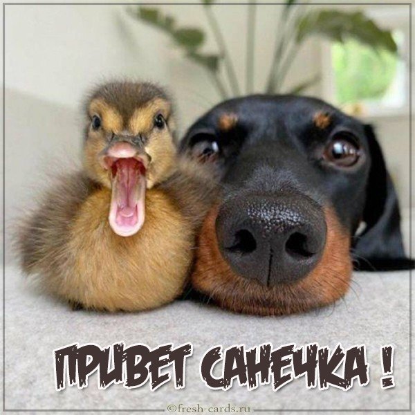 Картинка привет Санечка