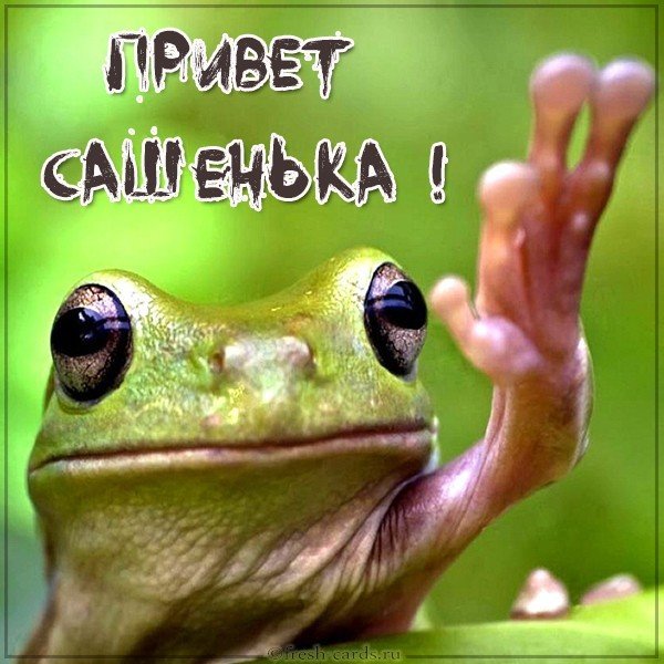 Картинка привет Сашенька
