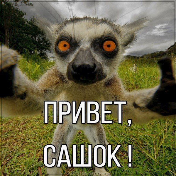Картинка привет Сашок