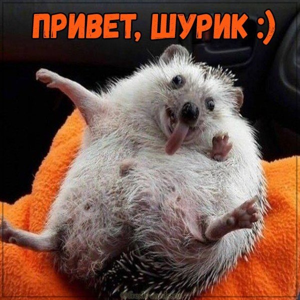 Картинка привет Шурик