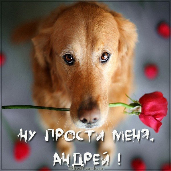Картинка прости меня Андрей