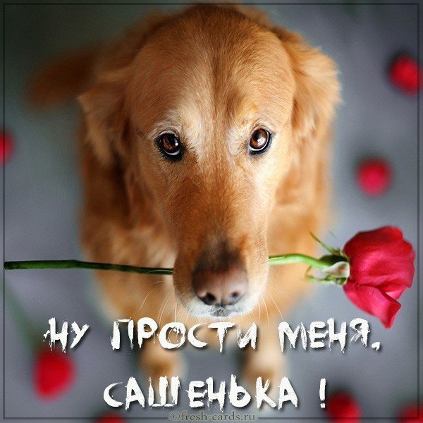 Картинка прости меня Сашенька