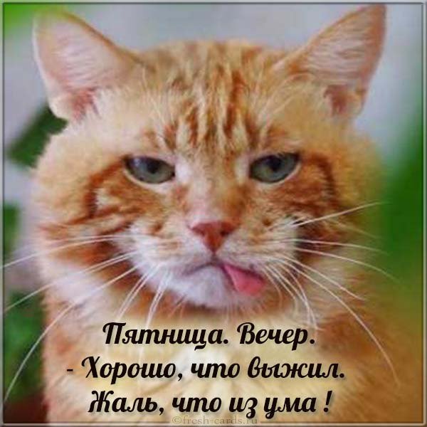 Картинка с пятницей веселая с кошками