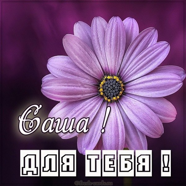 Картинка Саша для тебя