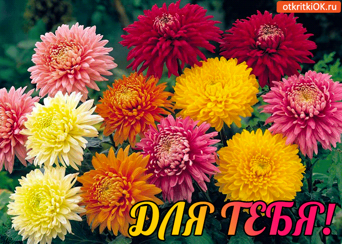 Хризантемы для тебя!