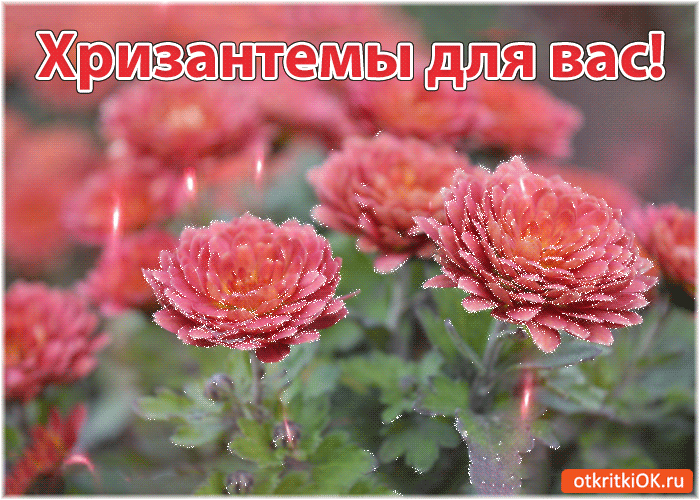 Хризантемы для вас!