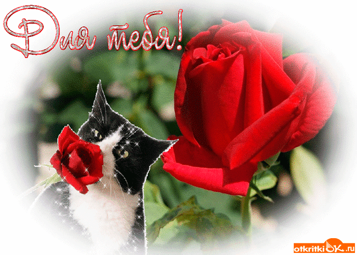 Котик с розой Котик с розой