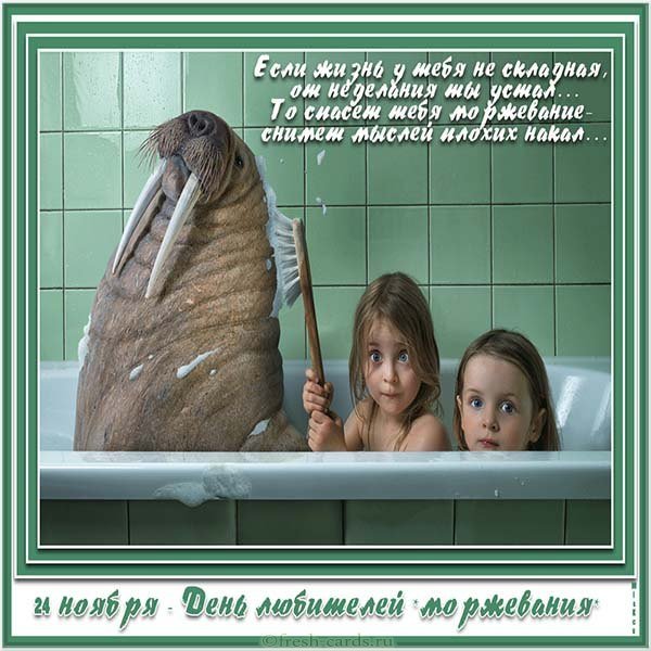 Красивая открытка с днем моржа