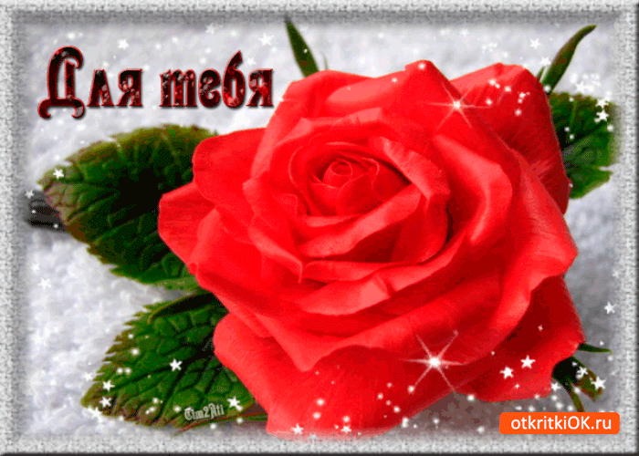 Красивая роза для тебя