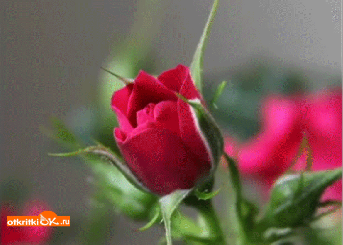 Красиво роза
