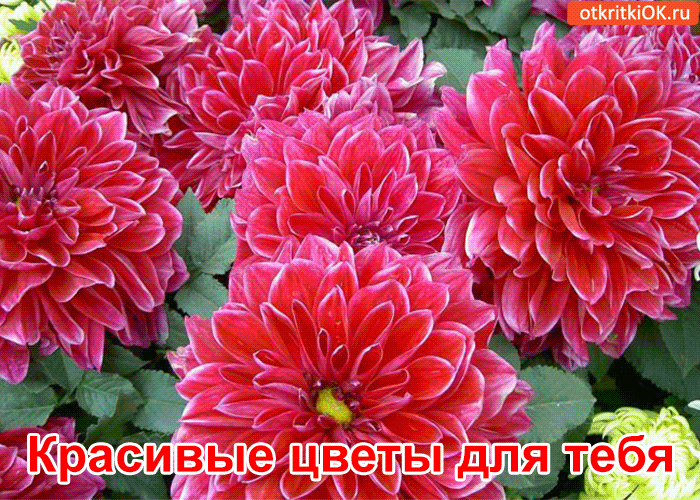 Красивые цветы для тебя!
