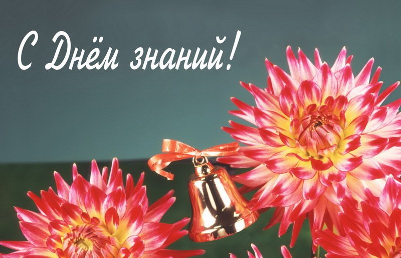 Красные цветы на День знаний